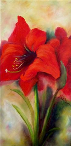 Red Amaryllis